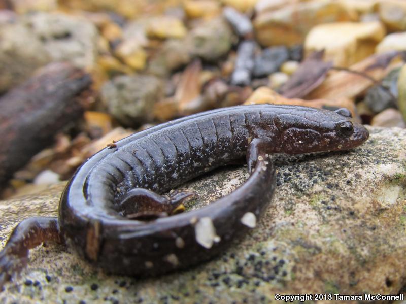 Southern Dusky Salamander (Desmognathus auriculatus)