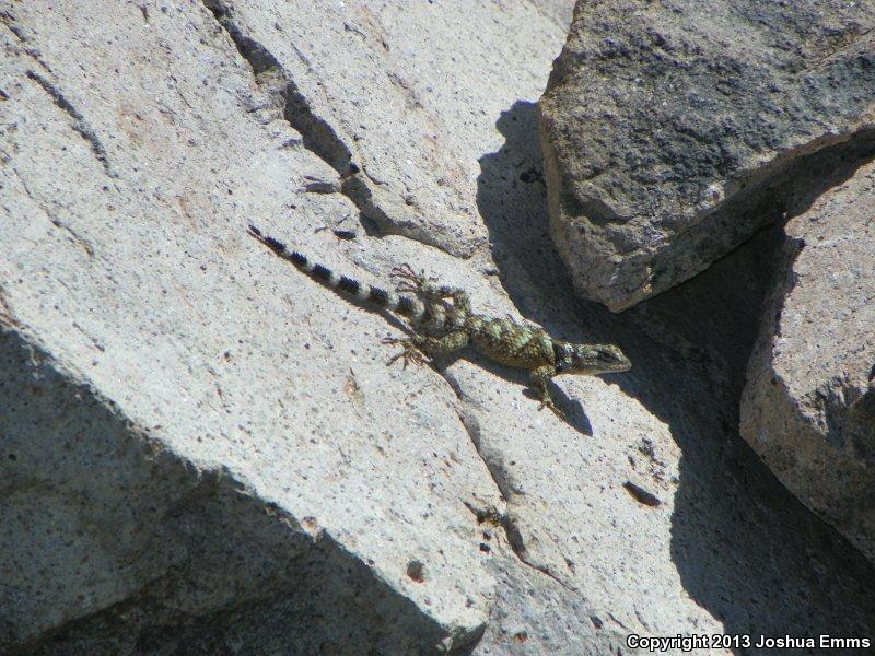 New Mexico Crevice Spiny Lizard (Sceloporus poinsettii poinsettii)