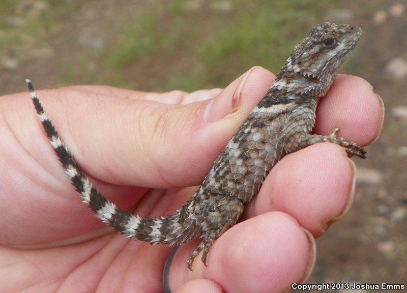 New Mexico Crevice Spiny Lizard (Sceloporus poinsettii poinsettii)