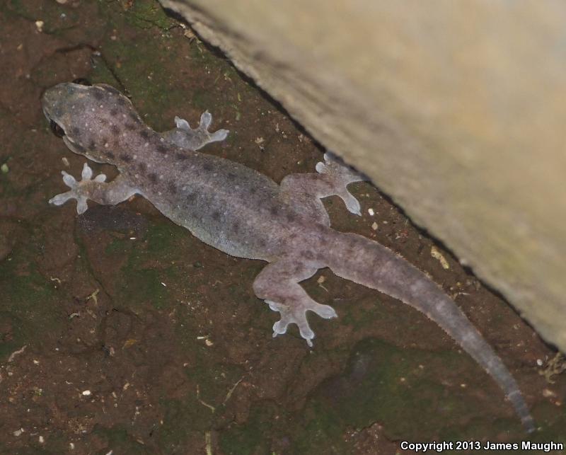 Mutilating Gecko (Gehyra mutilata)