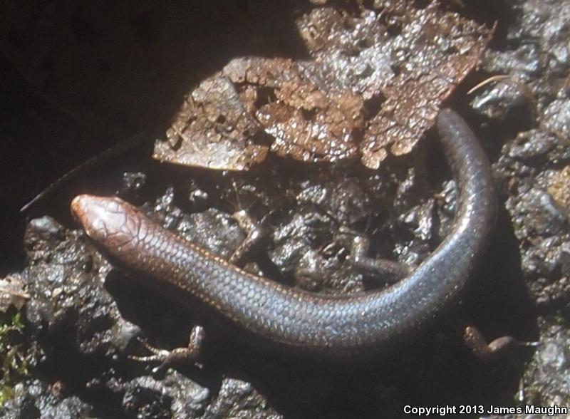 Plague Skink (Lampropholis delicata)