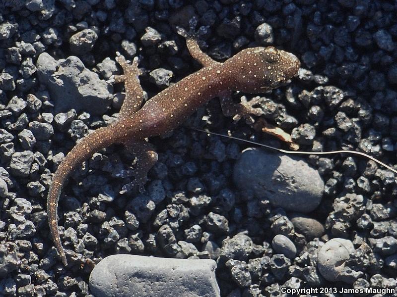 Mutilating Gecko (Gehyra mutilata)