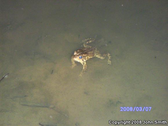 Eastern American Toad (Anaxyrus americanus americanus)