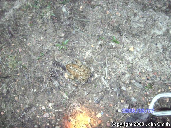 Eastern American Toad (Anaxyrus americanus americanus)