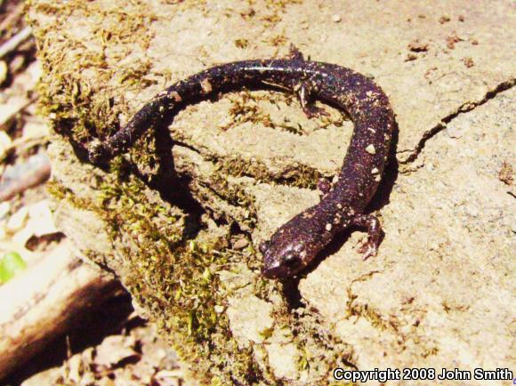 Northern Ravine Salamander (Plethodon electromorphus)