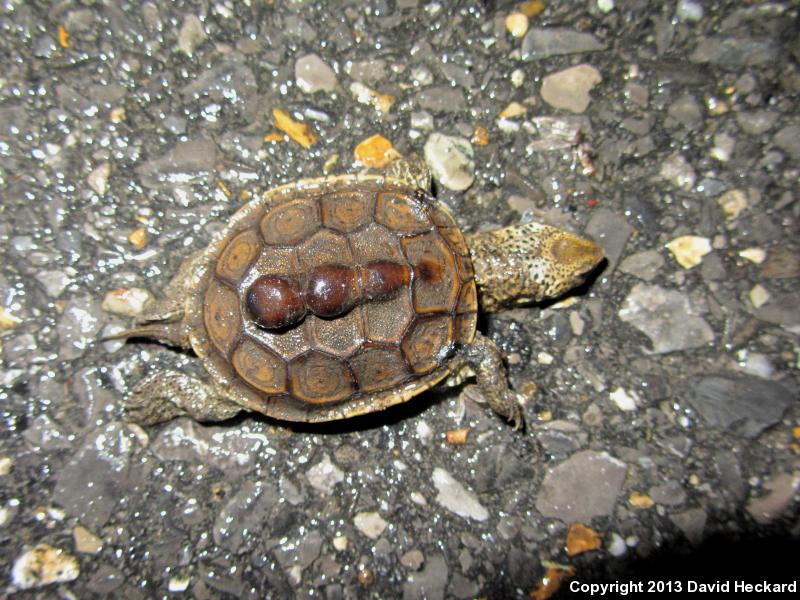 Mississippi Diamond-backed Terrapin (Malaclemys terrapin pileata)