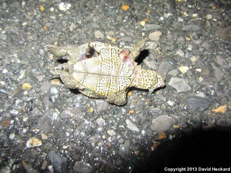 Mississippi Diamond-backed Terrapin (Malaclemys terrapin pileata)