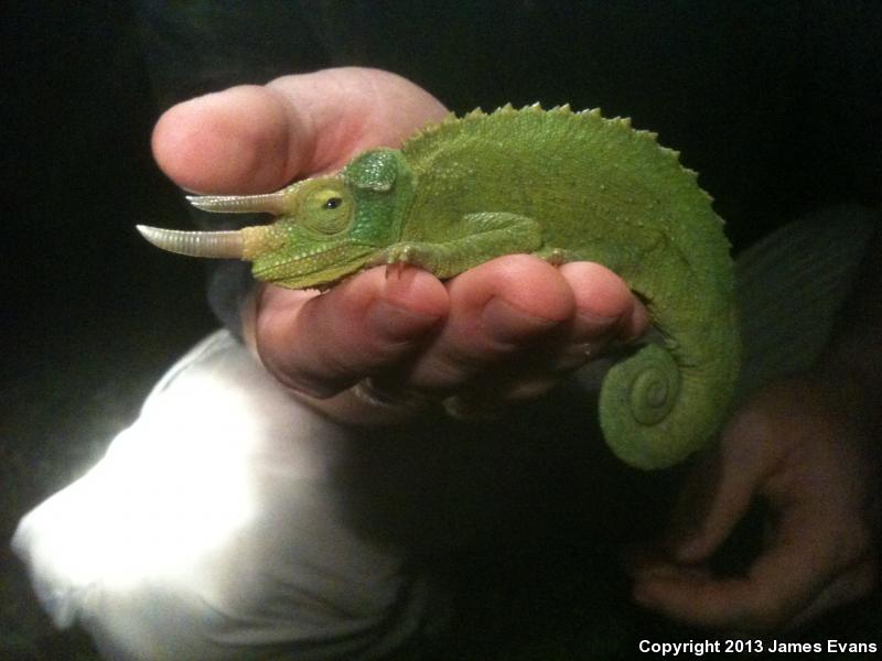 Jackson's Chameleon (Chamaeleo jacksonii)