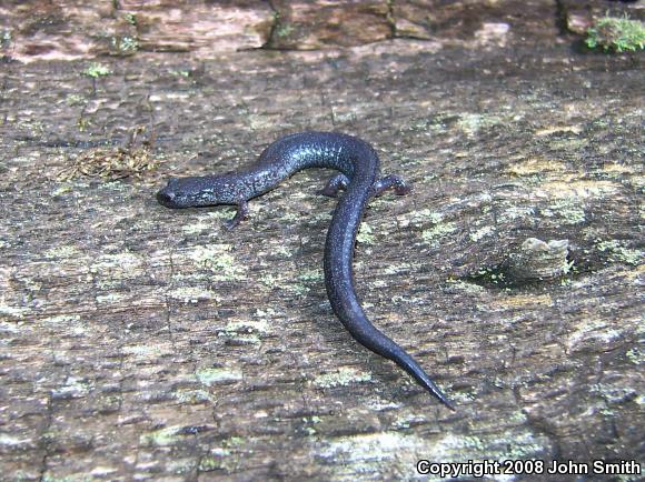 Northern Ravine Salamander (Plethodon electromorphus)