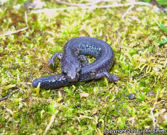 Northern Ravine Salamander (Plethodon electromorphus)