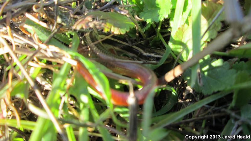 Variegated Skink (Plestiodon gilberti cancellosus)