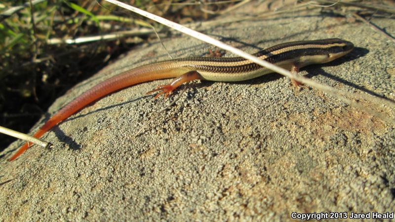 Variegated Skink (Plestiodon gilberti cancellosus)