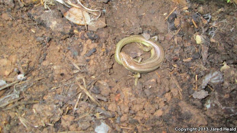 Variegated Skink (Plestiodon gilberti cancellosus)