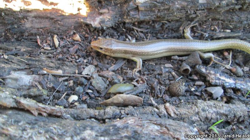 Variegated Skink (Plestiodon gilberti cancellosus)