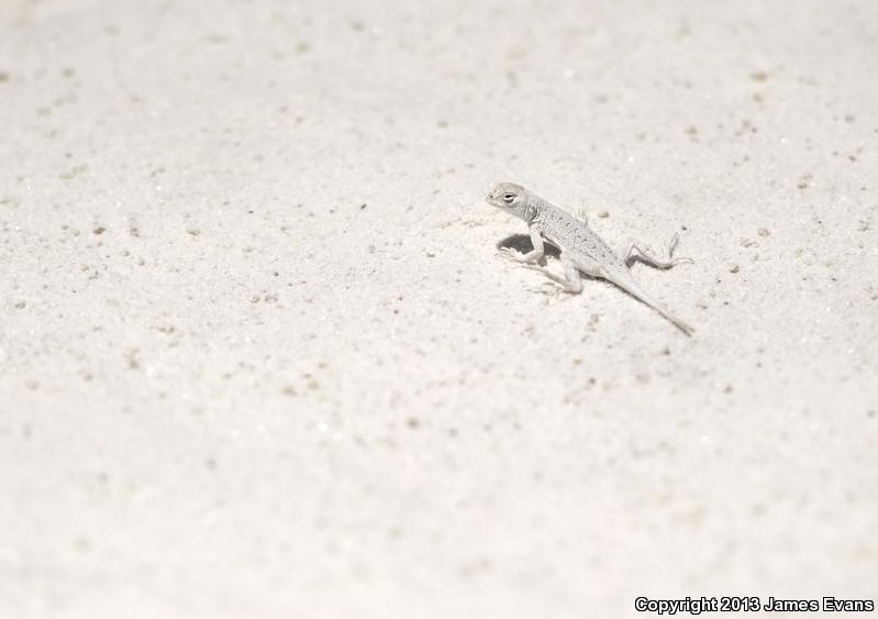 Bleached Earless Lizard (Holbrookia maculata ruthveni)