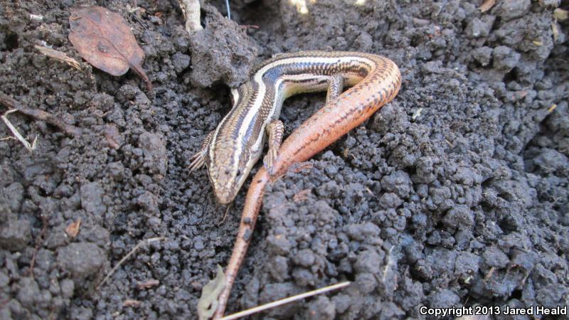 Variegated Skink (Plestiodon gilberti cancellosus)