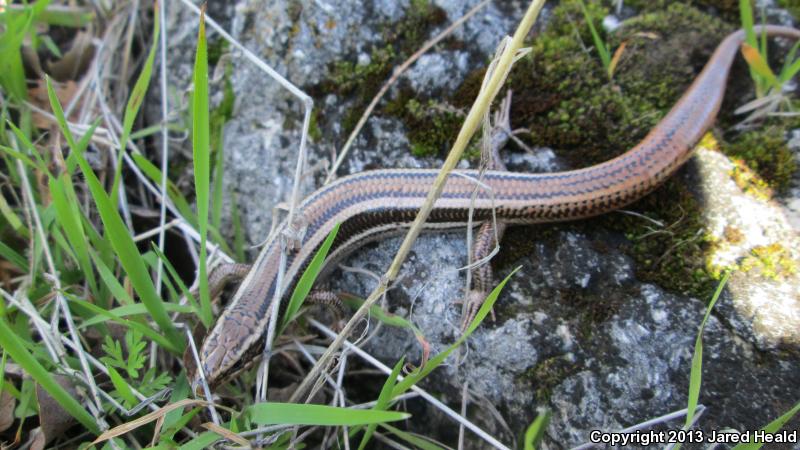 Variegated Skink (Plestiodon gilberti cancellosus)