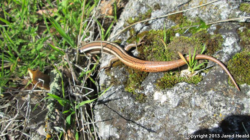 Variegated Skink (Plestiodon gilberti cancellosus)