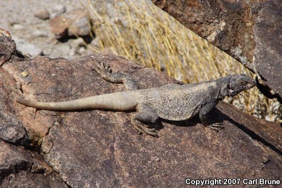 Western Chuckwalla (Sauromalus ater obesus)