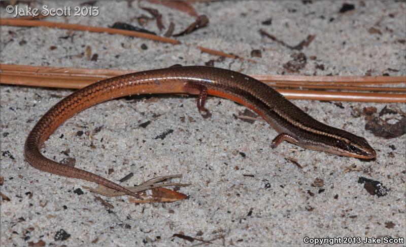 Peninsula Mole Skink (Plestiodon egregius onocrepis)