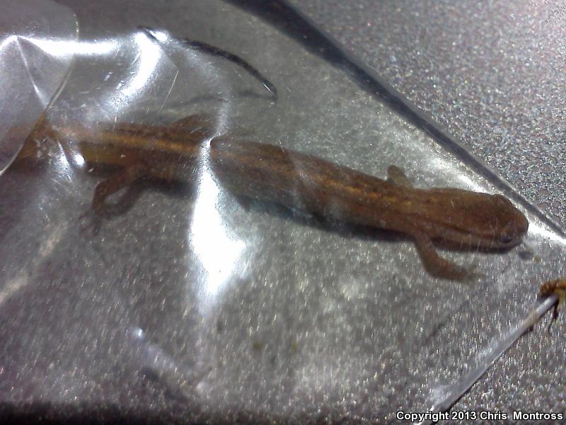 Chamberlain's Dwarf Salamander (Eurycea chamberlaini)