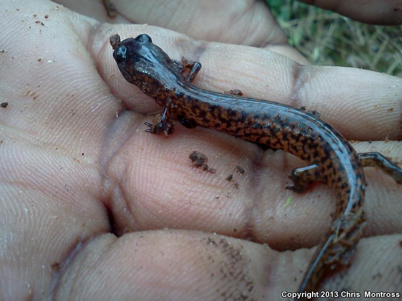 Southern Red Salamander (Pseudotriton ruber vioscai)