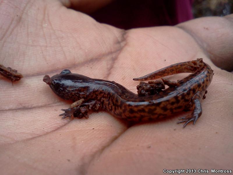 Southern Red Salamander (Pseudotriton ruber vioscai)