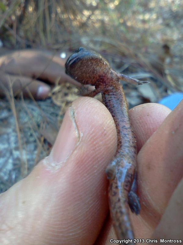 Southern Red Salamander (Pseudotriton ruber vioscai)