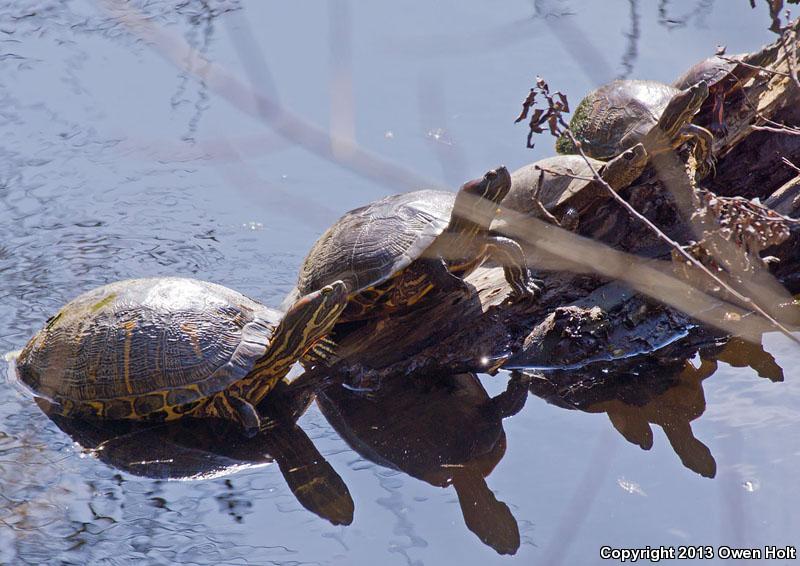 Southern Painted Turtle (Chrysemys dorsalis)