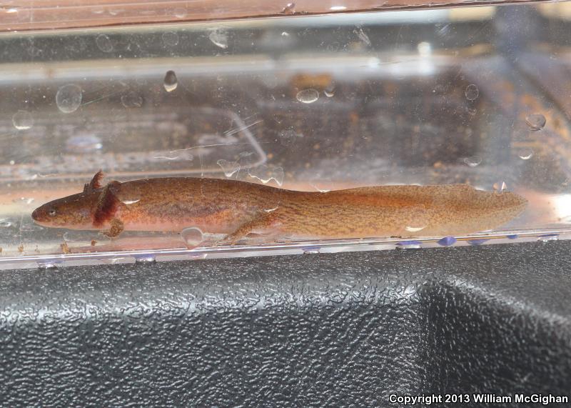 Midland Mud Salamander (Pseudotriton montanus diastictus)