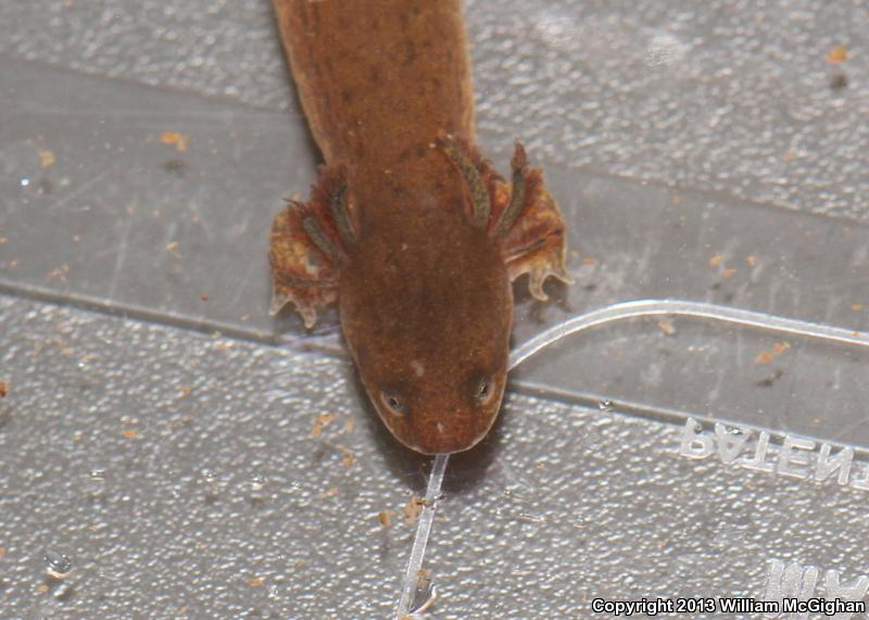 Midland Mud Salamander (Pseudotriton montanus diastictus)