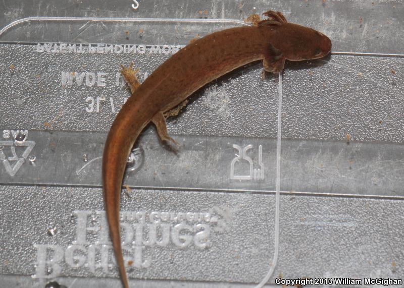 Midland Mud Salamander (Pseudotriton montanus diastictus)