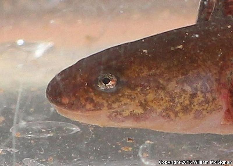 Midland Mud Salamander (Pseudotriton montanus diastictus)