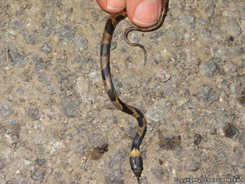 Southwestern Cat-eyed Snake (Leptodeira maculata)