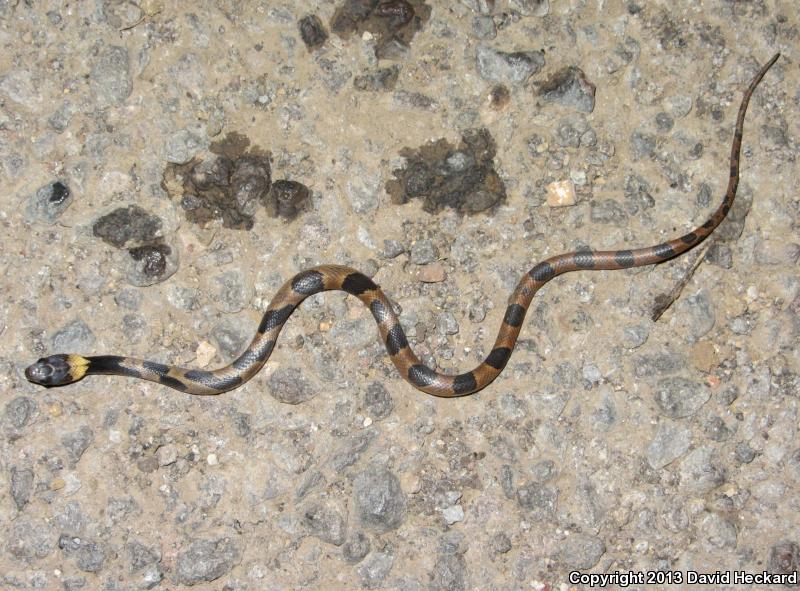 Southwestern Cat-eyed Snake (Leptodeira maculata)