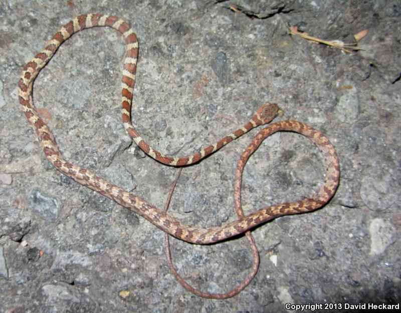 Central American Tree Snake (Imantodes gemmistratus)