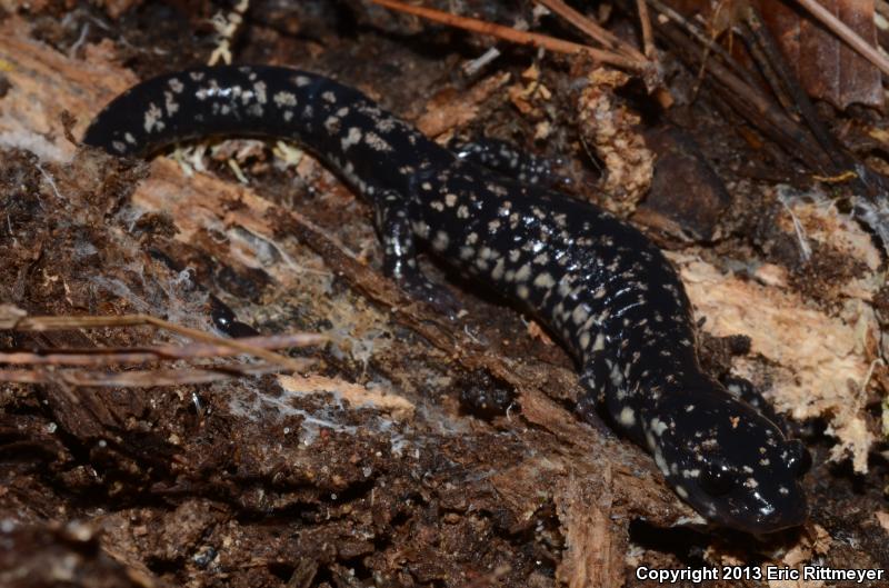 Louisiana Slimy Salamander (Plethodon kisatchie)