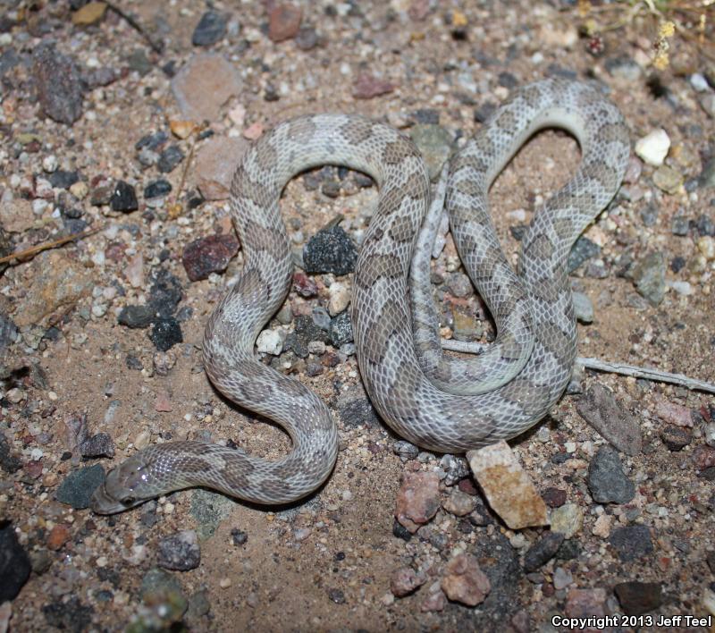 Peninsular Glossy Snake (Arizona pacata)