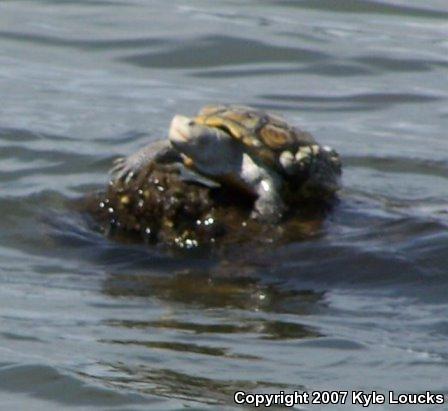 Eastern Florida Diamond-backed Terrapin (Malaclemys terrapin tequesta)