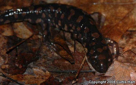 Eastern Tiger Salamander (Ambystoma tigrinum tigrinum)