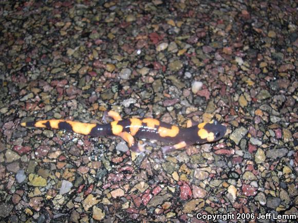 Large-blotched Ensatina (Ensatina eschscholtzii klauberi)