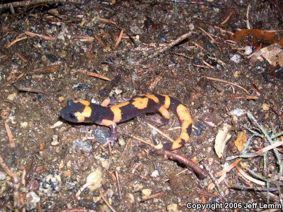 Large-blotched Ensatina (Ensatina eschscholtzii klauberi)