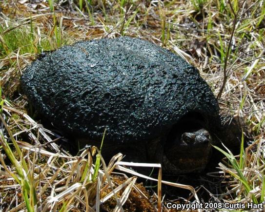 Eastern Snapping Turtle (Chelydra serpentina serpentina)