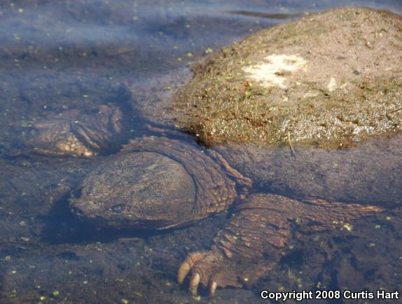 Eastern Snapping Turtle (Chelydra serpentina serpentina)