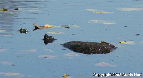 Eastern Snapping Turtle (Chelydra serpentina serpentina)