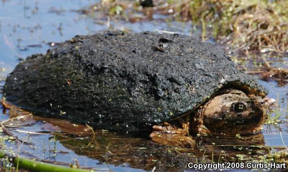 Eastern Snapping Turtle (Chelydra serpentina serpentina)