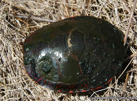 Midland Painted Turtle (Chrysemys picta marginata)