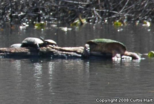 Eastern Snapping Turtle (Chelydra serpentina serpentina)