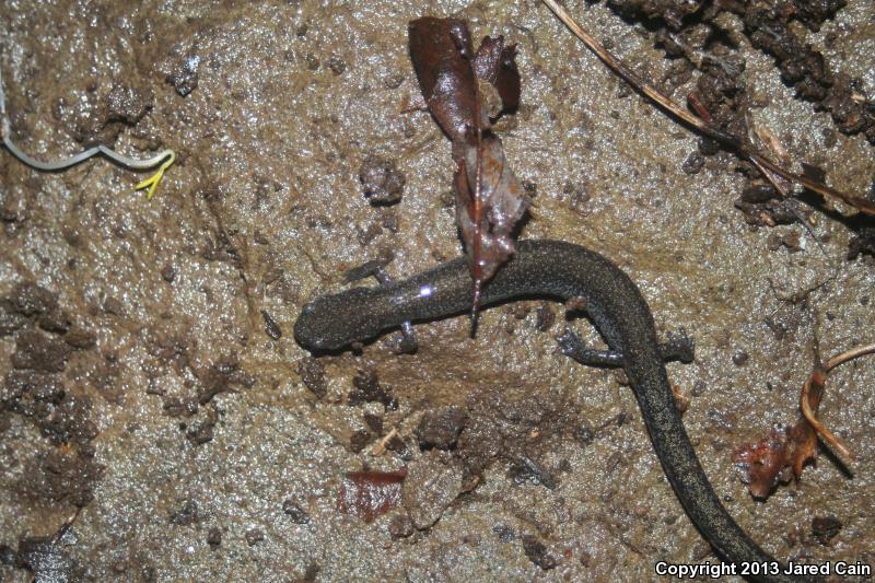 Northern Ravine Salamander (Plethodon electromorphus)