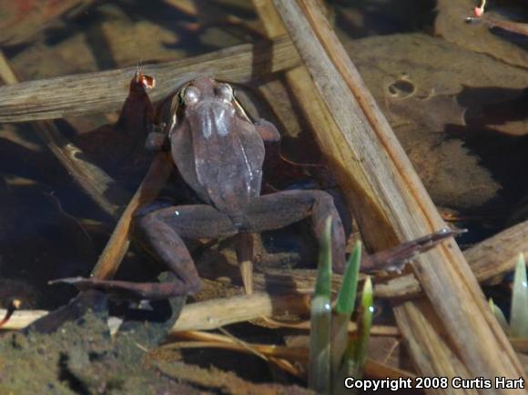 Wood Frog (Lithobates sylvaticus)